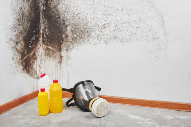 Mold Removal and Inspection in Haverhill, FL