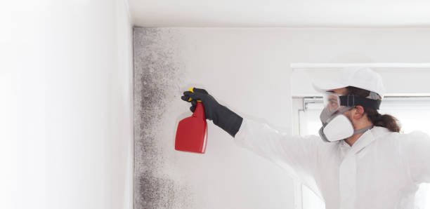 Certified Mold Removal in Haverhill, FL