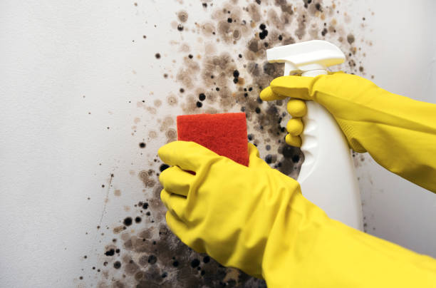 Best Local Mold Removal Service  in Haverhill, FL