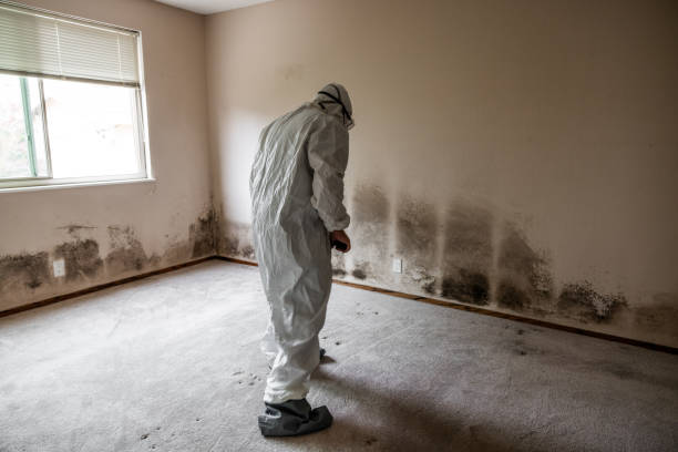 Best Attic Mold Removal  in Haverhill, FL