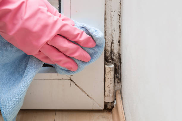 Mold Removal and Inspection in Haverhill, FL
